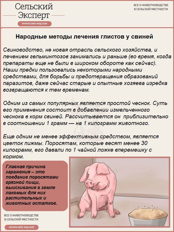 Ивермек для свиней: точная дозировка, возможные побочные реакции, правила применения