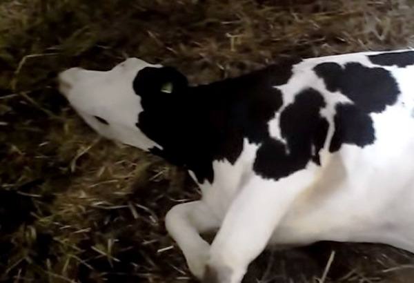 Лечение послеродового пареза у коров: что делать в случае болезни коровы