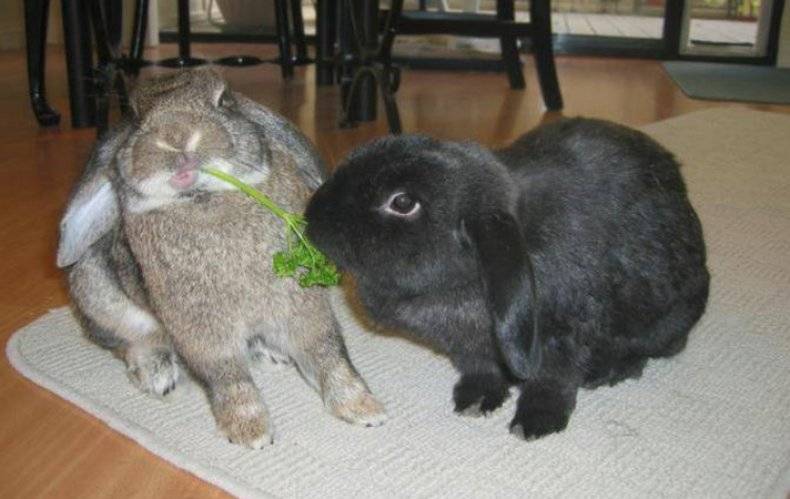 Какую траву можно и нельзя давать кроликам: фото и названия