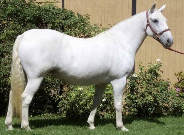 Фалабелла — описание и фото лошади | мои лошадки