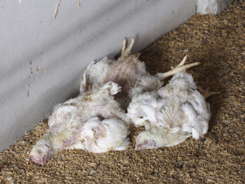 Выращивание цыплят бройлеров для начинающих (видео)