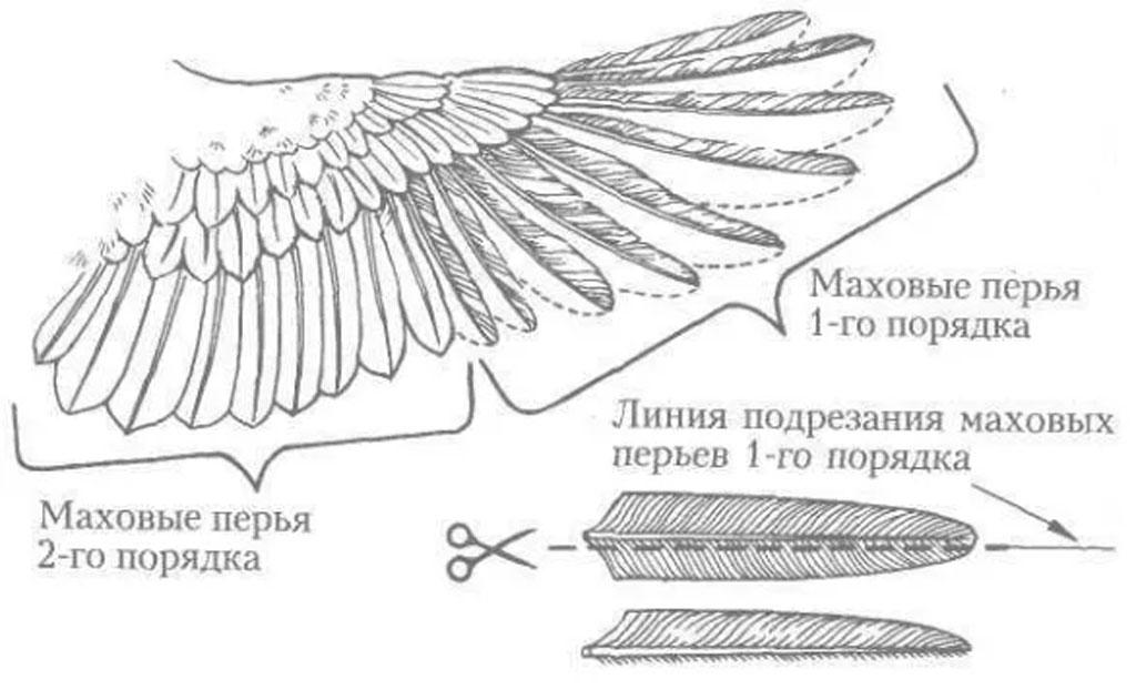 Как правильно подрезать крылья индюкам, чтобы не летали