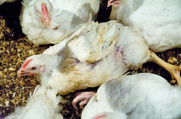 Как лечить и предотвратить болезни цыплят