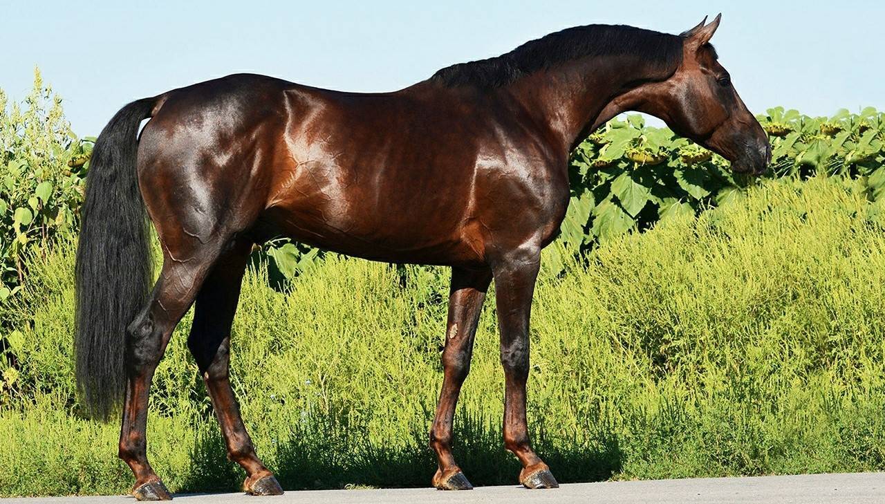 Буденновская порода лошадей: описание, характеристика и фото