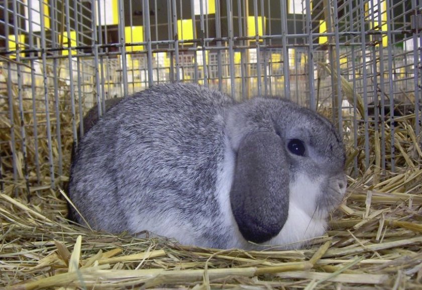 Самый маленький кролик: декоративные породы, описание, как отличить от обычного