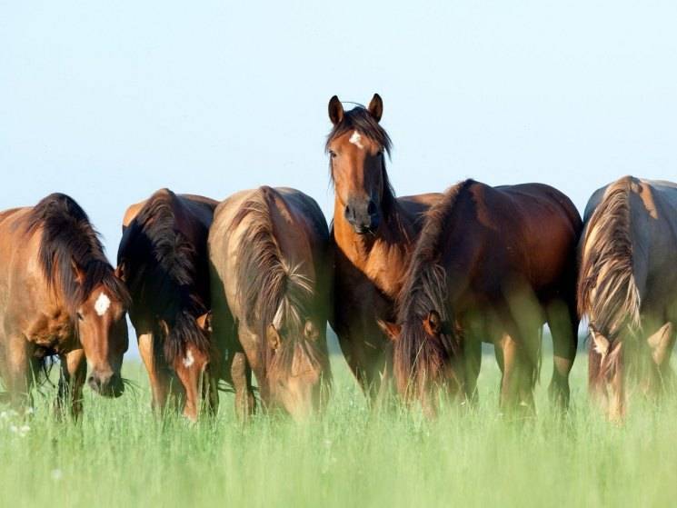 Содержание лошадей - как содержать и кормить лошадей самостоятельно, особенности и выгоды