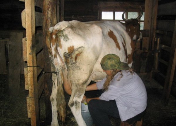 Доильный аппарат для коров: виды, преимущества, инструкция по использованию
