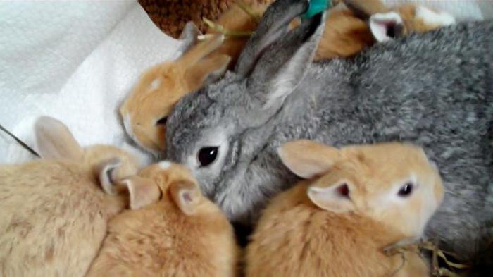 Как и чем кормить маленьких крольчат в домашних условиях: недельных, месячных и после отсадки