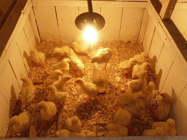 Бизнес на бройлерный цыплятах (сентябрь 2020) — vipidei.com