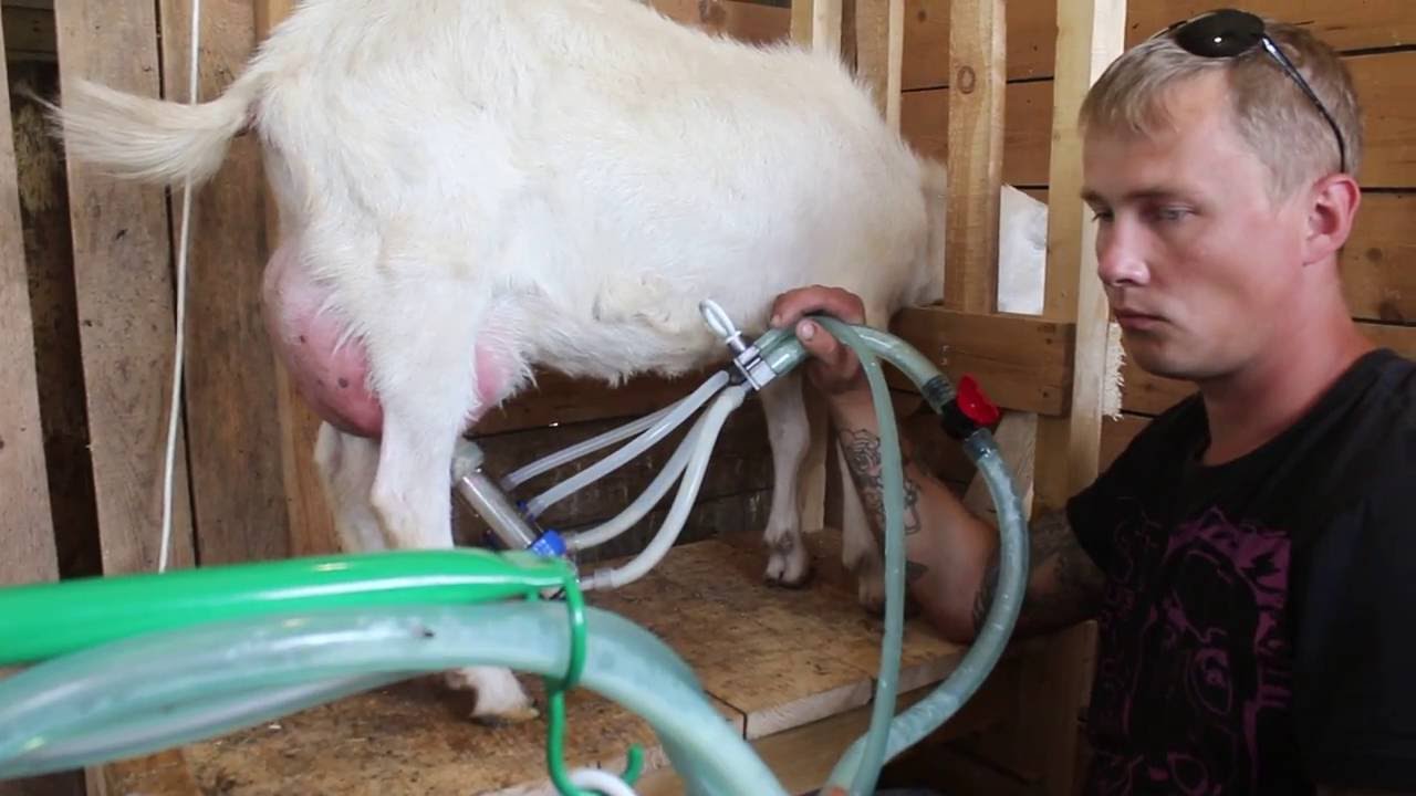 Как правильно доить корову: различные методы и массаж вымени