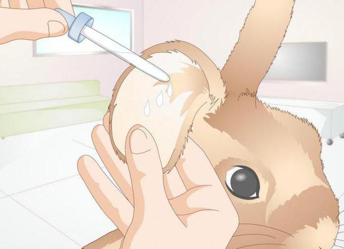Ушной клещ у кроликов: пути заражения и лечение в домашних условиях