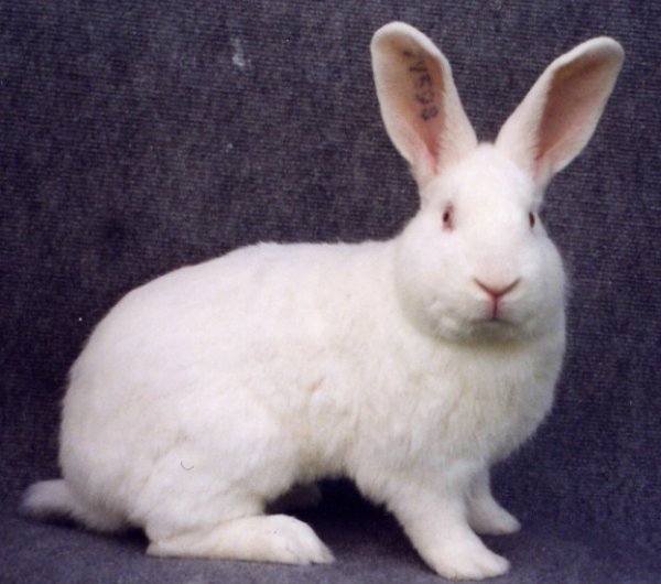 Кролик породы белый паннон: описание, разведение и уход