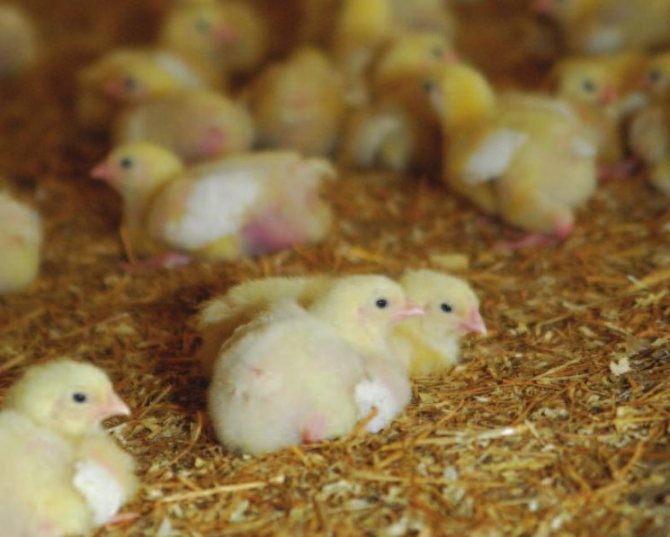 Выращивание цыплят в домашних условиях для начинающих - подробный курс!
