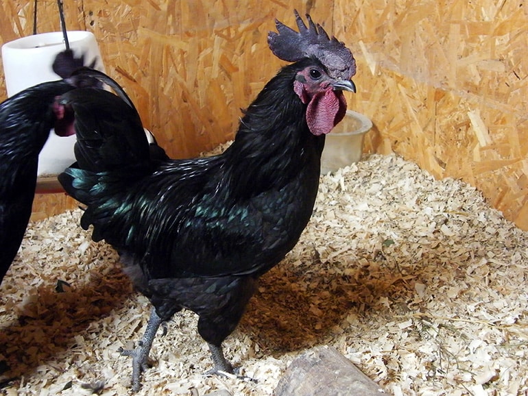Порода кур ухейилюй (21 фото): описание породы, особенности содержания и ухода за цыплятами, отзывы владельцев