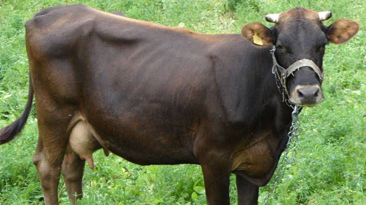 Швицкая порода коров: характеристики и описание породы, фото