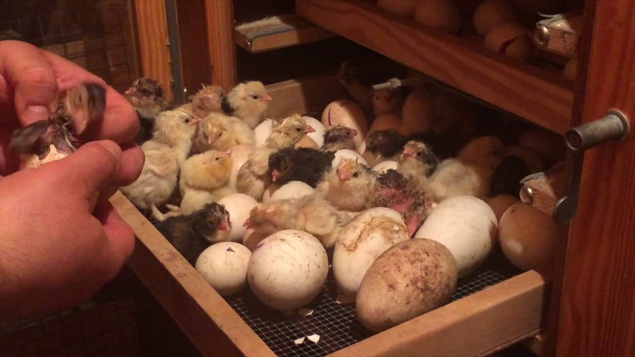 Как подсадить цыплят к наседке