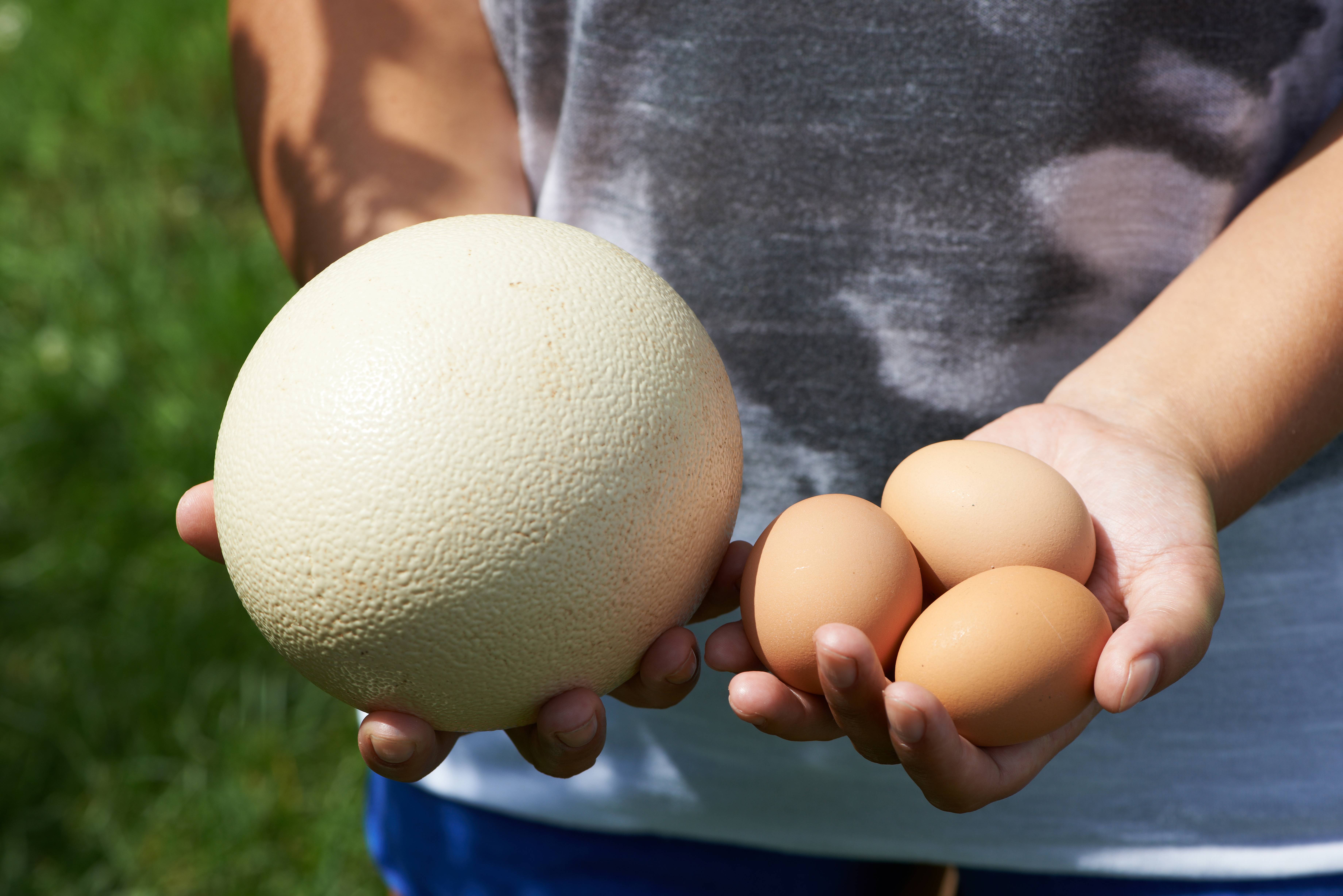 Сколько весит яйцо страуса и как часто несутся птицы