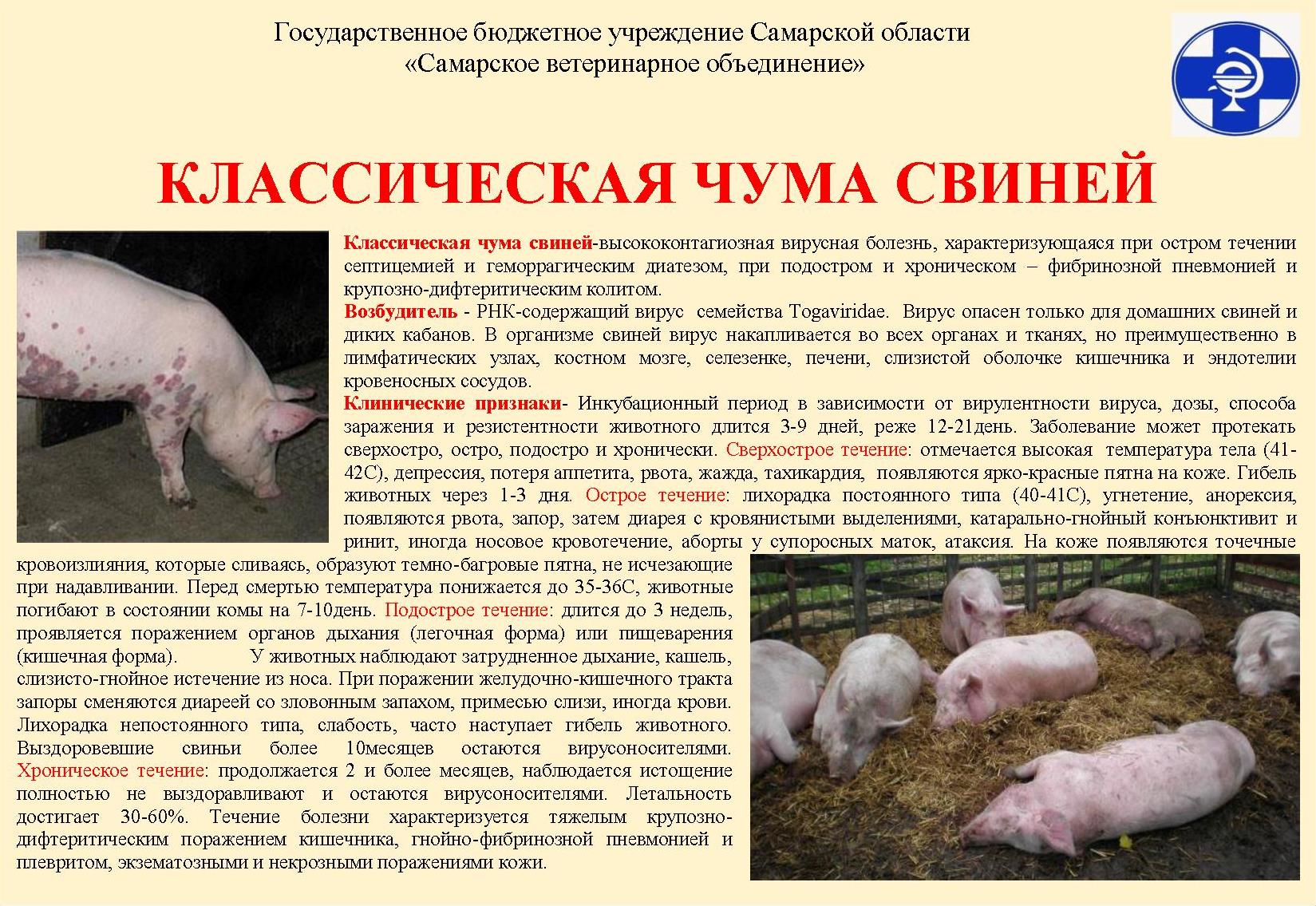 Классическая чума свиней: признаки заболевания, фото, вакцинация