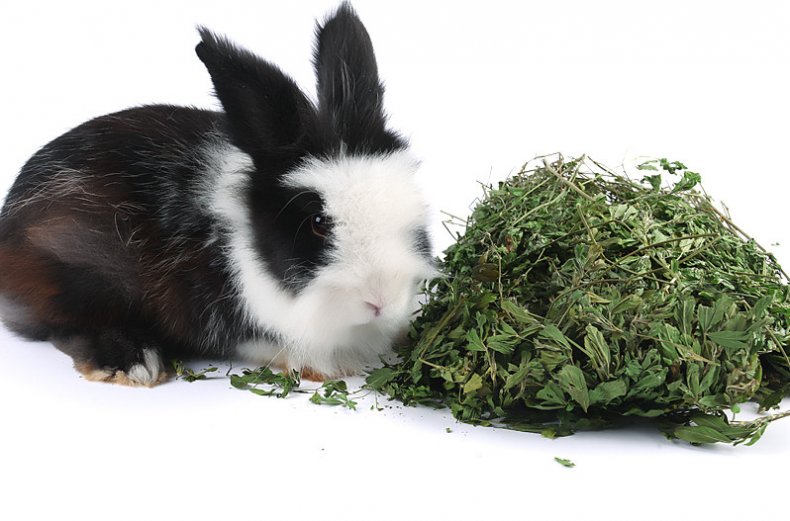 Трава для кроликов: выбор сена. можно ли давать им крапиву, пижму и полынь? чем нельзя их кормить?