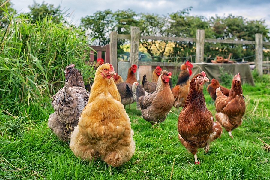 Сколько лет может жить несушка, и как обеспечить курице достойные условия содержания