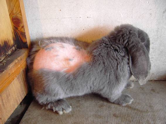 ✅ о перхоти у кролика: выпадает шерсть на спине, кролики лысеют, как лечить - tehnomir32.ru