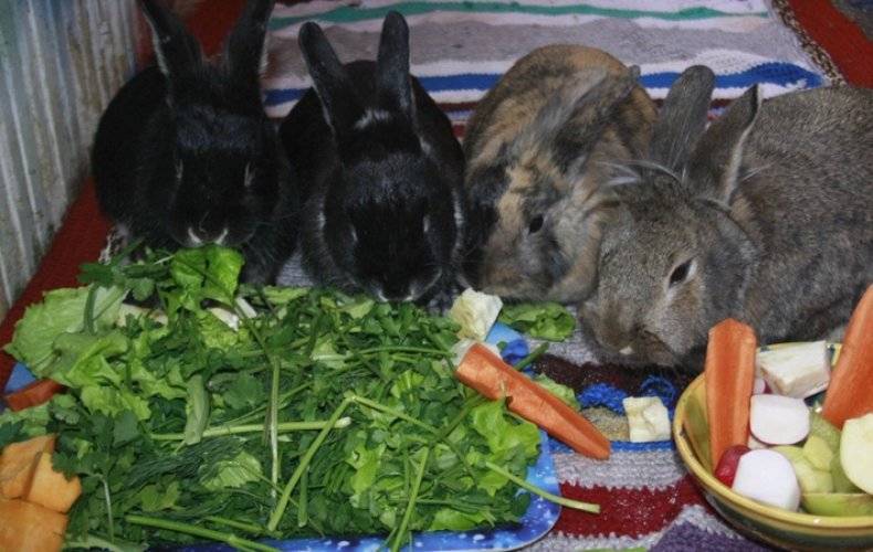 Можно ли кормить кроликов яблоками: с какого возраста и в каких количествах можно давать