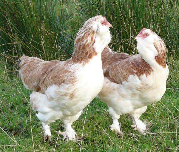 ✅ порода кур фавероль: описание и характеристика, как отличить пол цыпленка - tehnomir32.ru