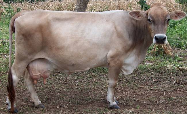Швицкая порода коров: описание и характеристики, требования к содержанию