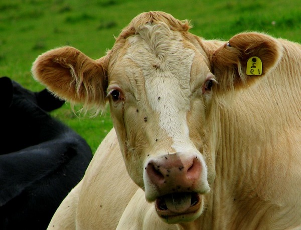 Лечение народными средствами, если у коровы или теленка пропала жвачка