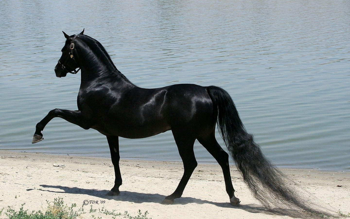 Масти лошадей. описание, особенности и названия мастей лошадей