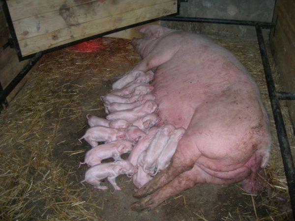 Сколько ходит беременная свинья (дней, месяцев): сроки беременности