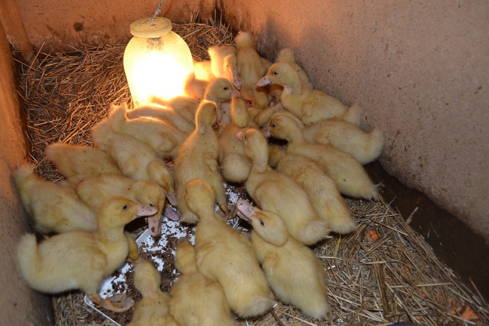 Температура для цыплят: требования к температурному режиму содержания, использование коврика для обогрева, теплого пола и обогревателя
