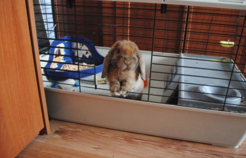 Клетки для декоративных кроликов (34 фото): как сделать своими руками в домашних условиях? размеры клеток для карликовых кроликов