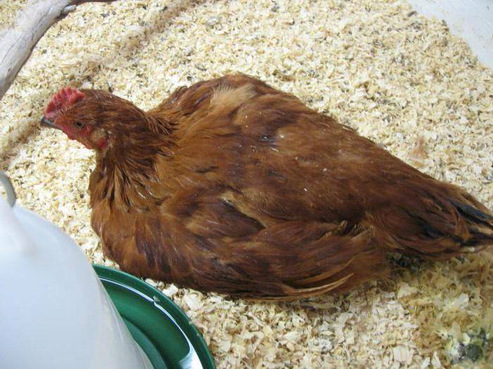 У курицы желтый понос: лечение и профилактика.