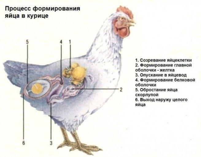О воспалении и выпадении у курицы яйцевода: что делать, лечение сальпингита