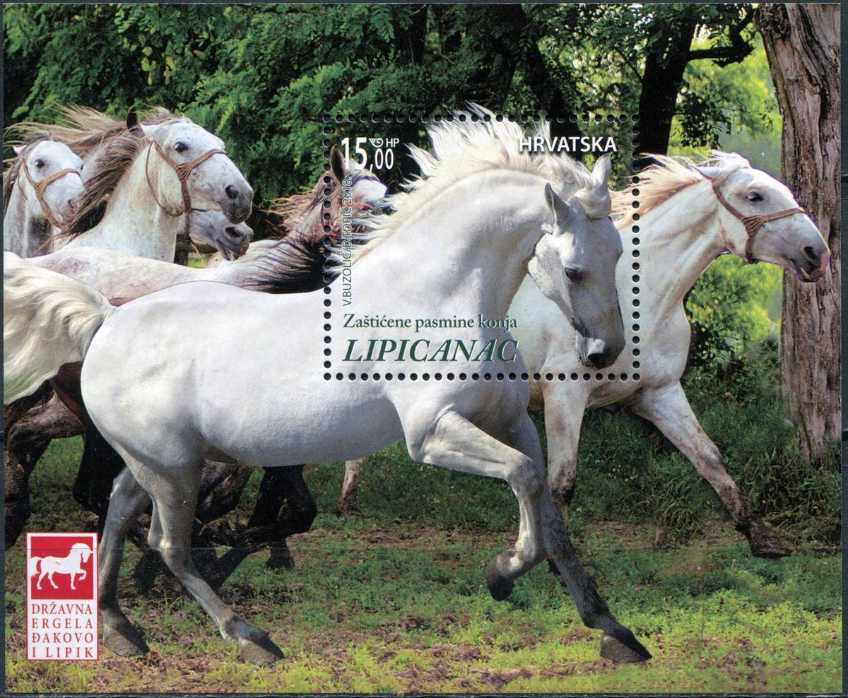 Липицианские лошади: история, характеристики, уход