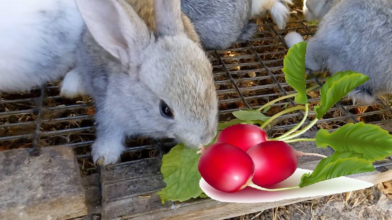 Какую траву давать кроликам можно и какую нельзя: списки с фото | «твой кролик»