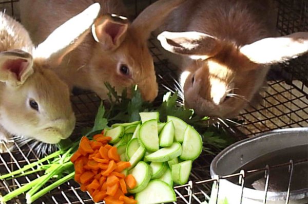 Чем кормить кроликов для быстрого набора веса