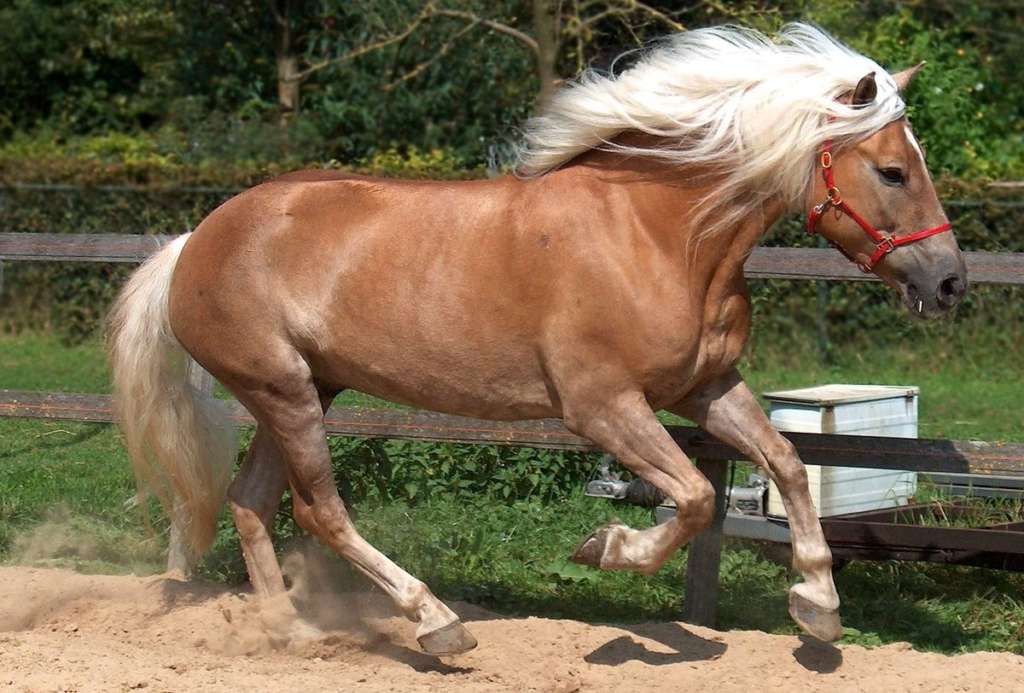 Масти лошадей с описанием и фото | конный портал