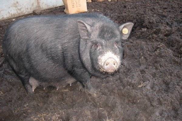 Кармалы порода свиней — характеристика и инструкция по выращиванию