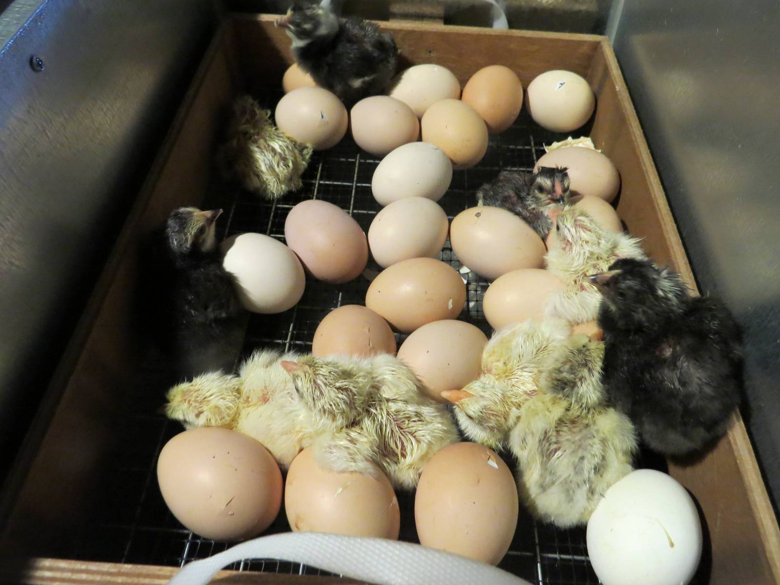 Сколько вылупляются яйца в инкубаторе. Цыплята в инкубаторе. Цыплята из инкубатора. Куриные яйца в инкубаторе. Вывод цыплят.