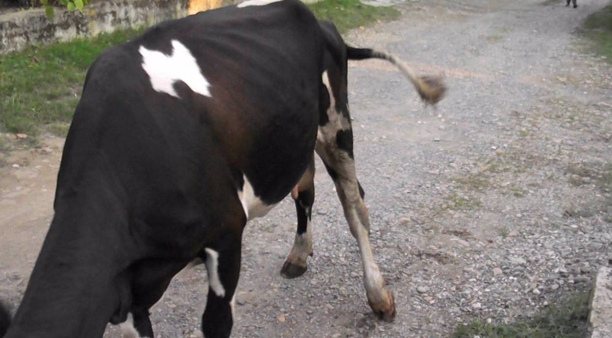 Распространённые болезни конечностей у коров - все о суставах