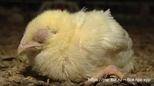 Чем могут болеть цыплята бройлеров и как их лечить
