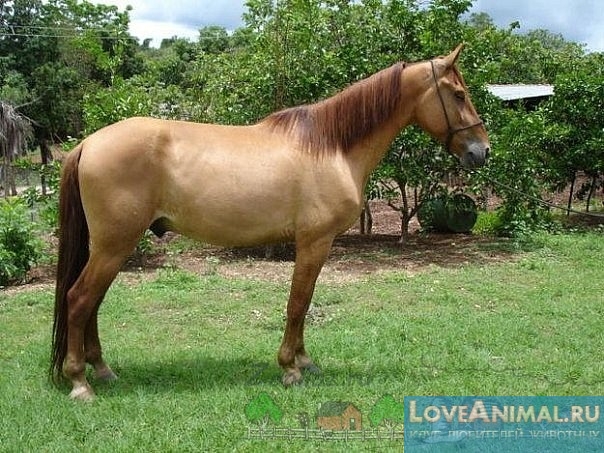 Каурая лошадь: каурая лошадь саврасой масти, особенности окраса каурого коня, рекомендации по содержанию