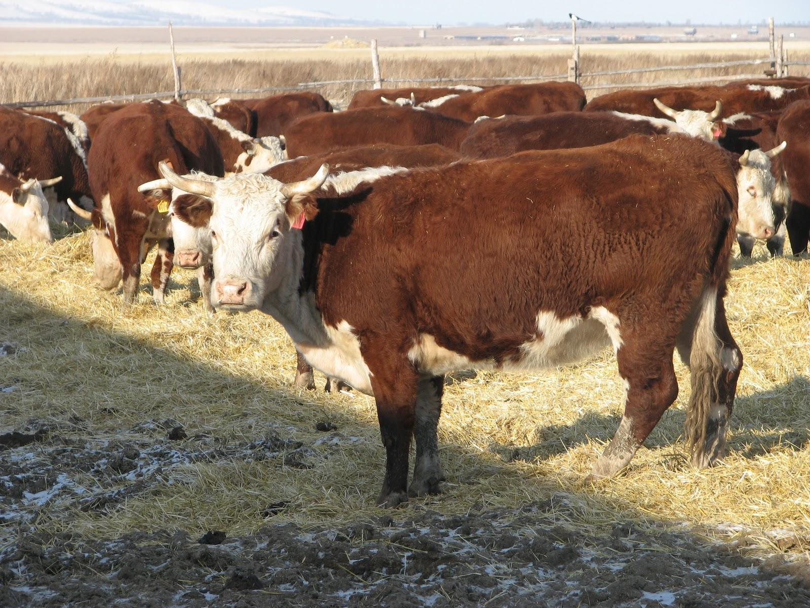 Казахская белоголовая порода коров: описание, уход и кормление - блогфермера