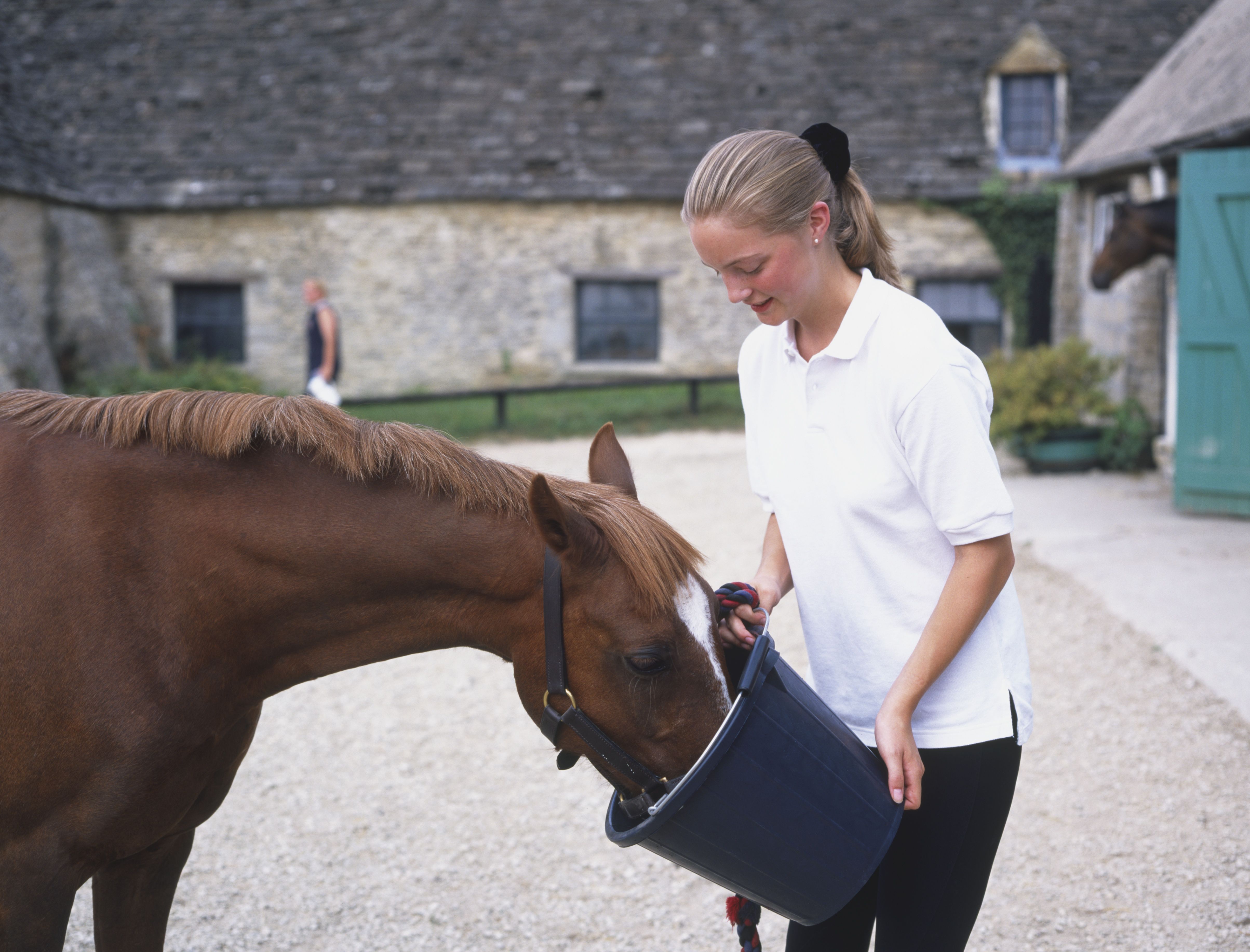 Уход и содержание лошадей в домашних условиях