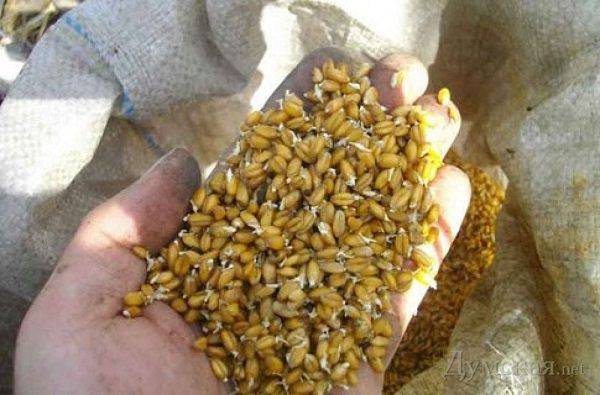 Как прорастить пшеницу для кур? проращивание в домашних условиях. чем пророщенная пшеница лучше ячменя?