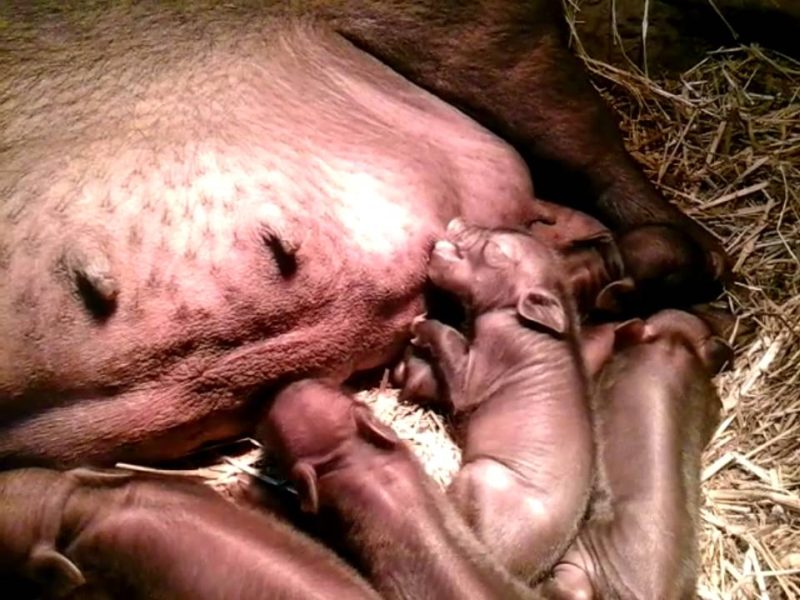 Опорос свиней: период супоросности, приготовление к родам, рождение