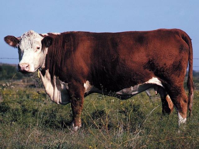 Мясная герефордская порода коров: характеристики бычков и телят - фото и описание крупного рогатого скота