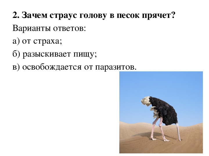 Почему страус прячет голову в песок, для чего он это делает